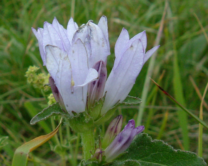 Campanula glomerata / Campanula agglomerata